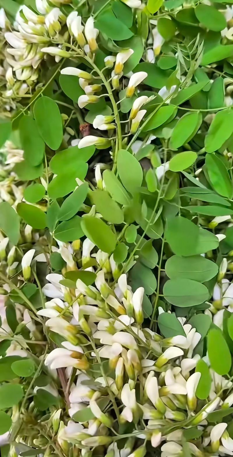 大量洋槐花需要的可以联系。