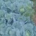 四川连花白