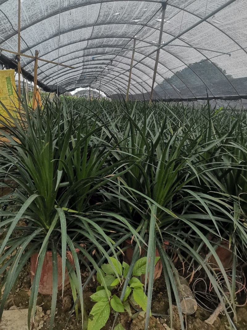 龙血树黑珍珠