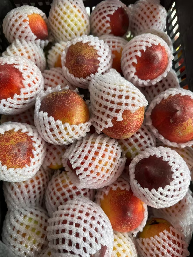 露天黄心油桃