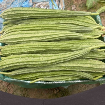 棱丝瓜