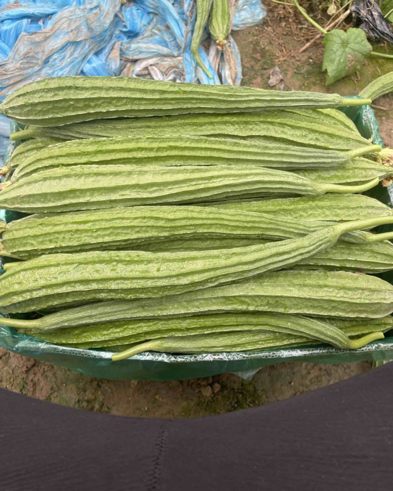 棱丝瓜