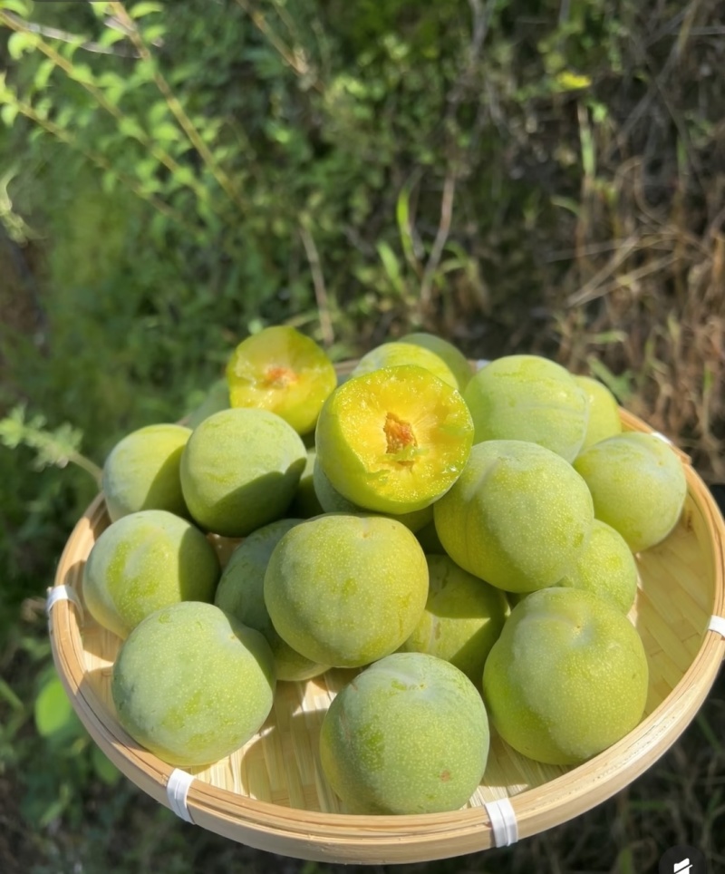 李子