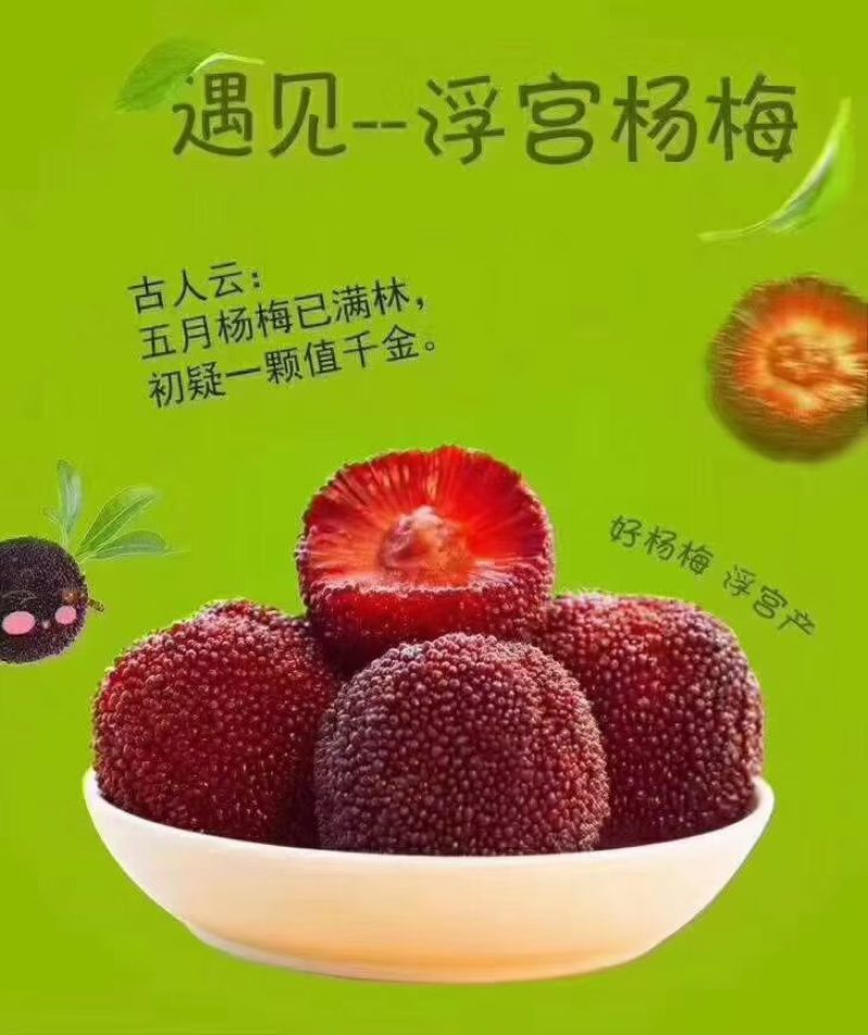 福建龙海杨梅