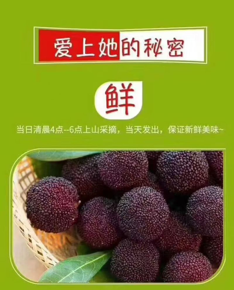 福建龙海杨梅
