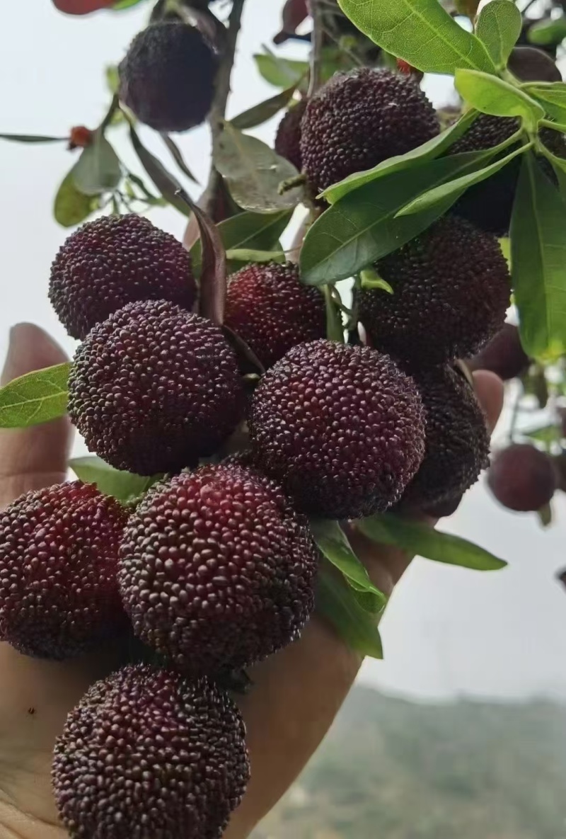 福建龙海杨梅