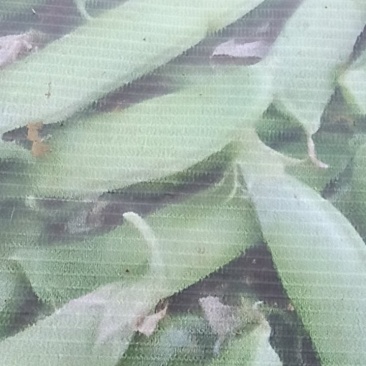 豌豆角