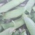 豌豆角
