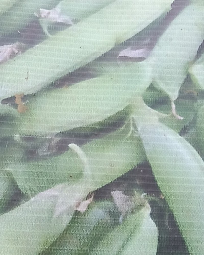 豌豆角