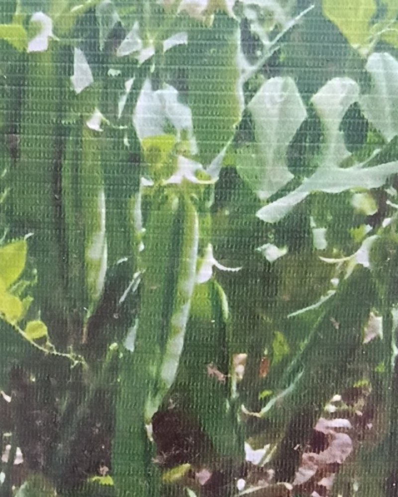 豌豆角