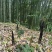 竹笋斑竹笋四川高山斑竹笋