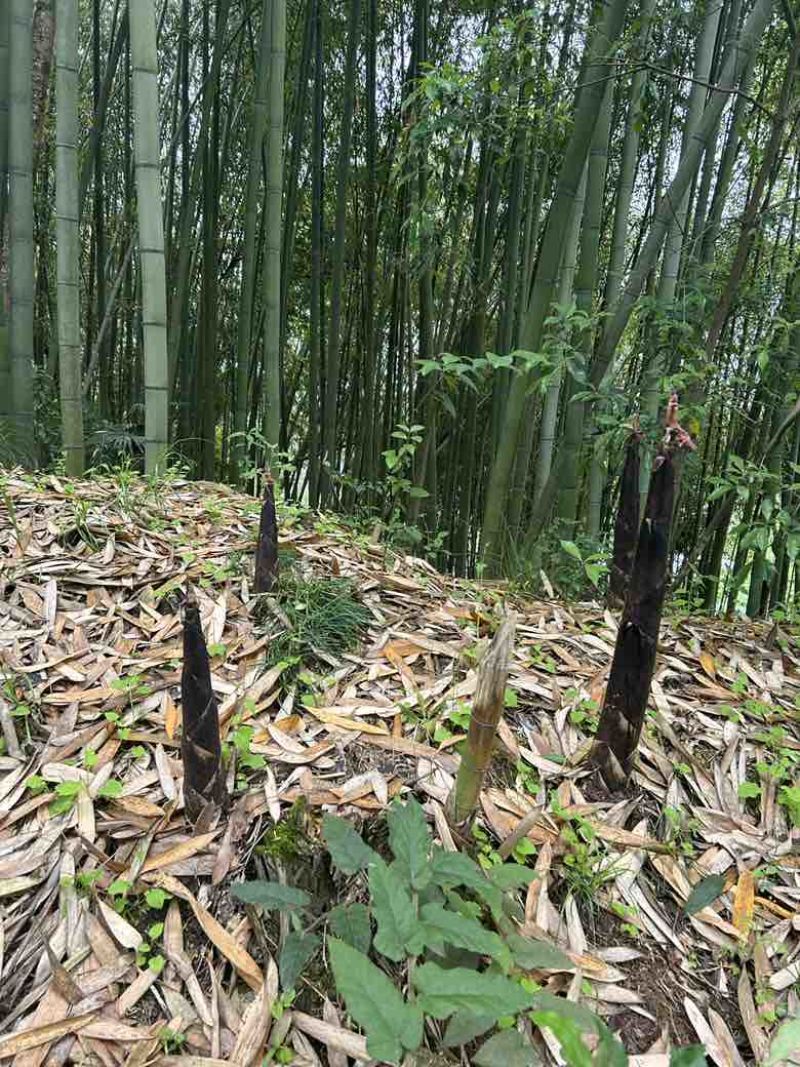 竹笋斑竹笋四川高山斑竹笋