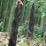 竹笋斑竹笋四川高山斑竹笋