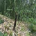 竹笋斑竹笋四川高山斑竹笋