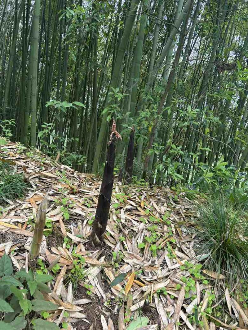 竹笋斑竹笋四川高山斑竹笋