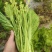 威宁露天种植青菜苔