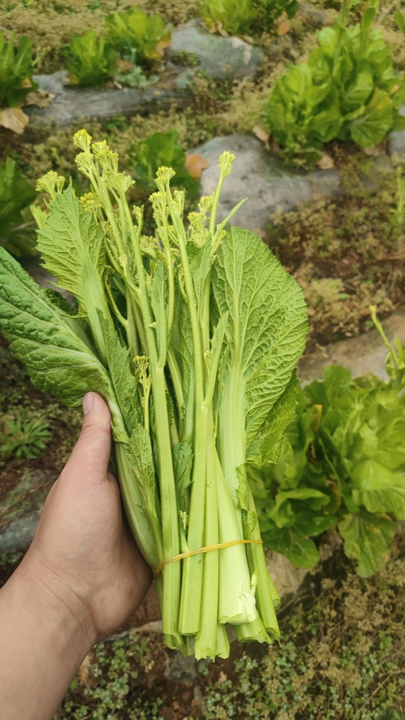 威宁露天种植青菜苔