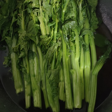威宁露天种植青菜苔