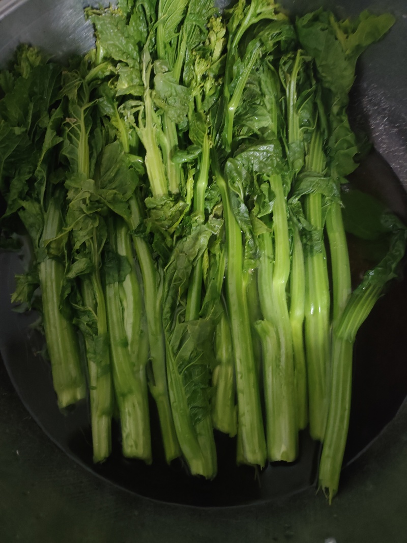 威宁露天种植青菜苔