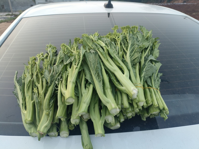 威宁露天种植青菜苔