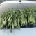 威宁露天种植青菜苔