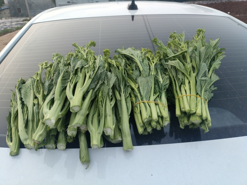 威宁露天种植青菜苔