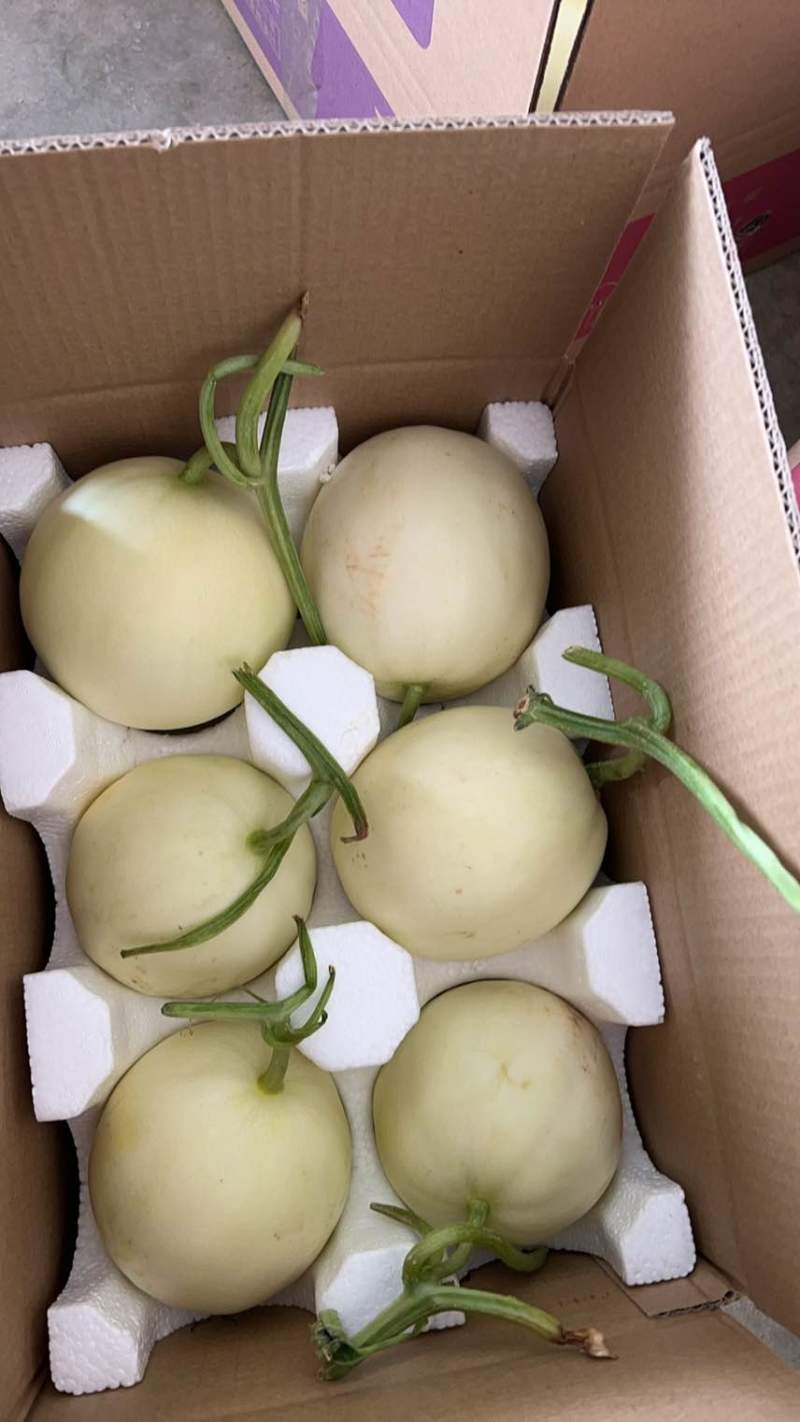 刚上市的阎良小籽甜瓜，量大从优欢迎询价***********