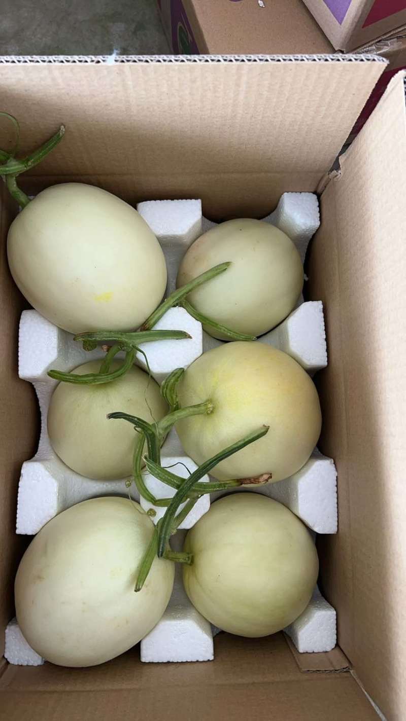 刚上市的阎良小籽甜瓜，量大从优欢迎询价***********