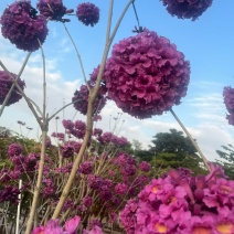 紫花风铃木，4～5～6分，基地直销，量大价优