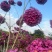 紫花风铃木，4～5～6分，基地直销，量大价优
