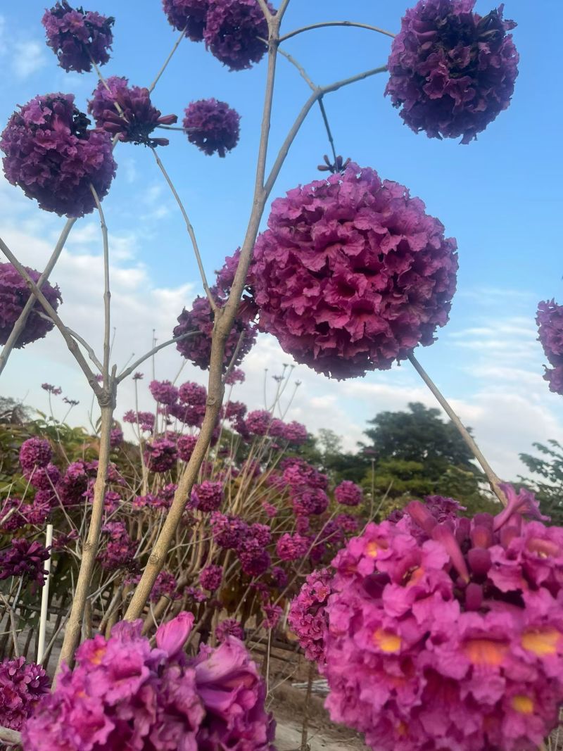 紫花风铃木，4～5～6分，基地直销，量大价优