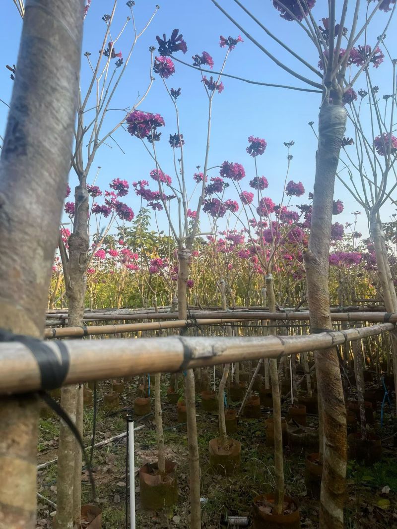 紫花风铃木，4～5～6分，基地直销，量大价优