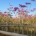 紫花风铃木，4～5～6分，基地直销，量大价优