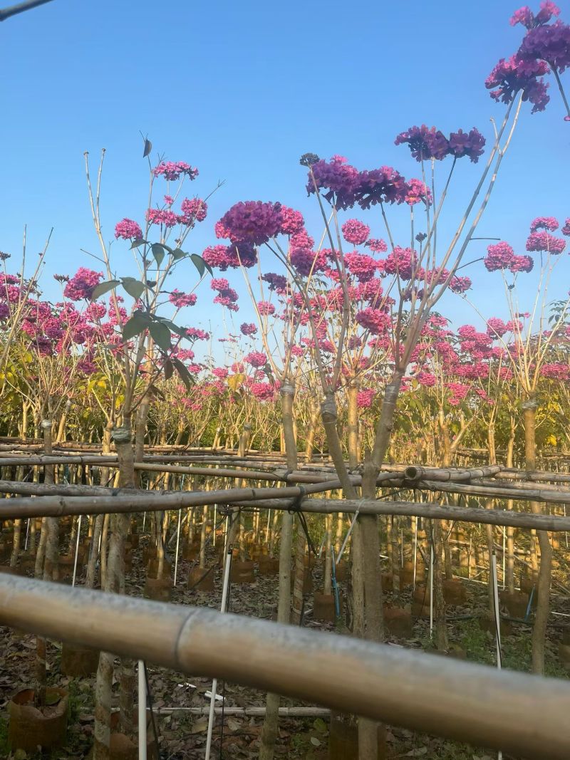 紫花风铃木，4～5～6分，基地直销，量大价优