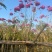 紫花风铃木，4～5～6分，基地直销，量大价优