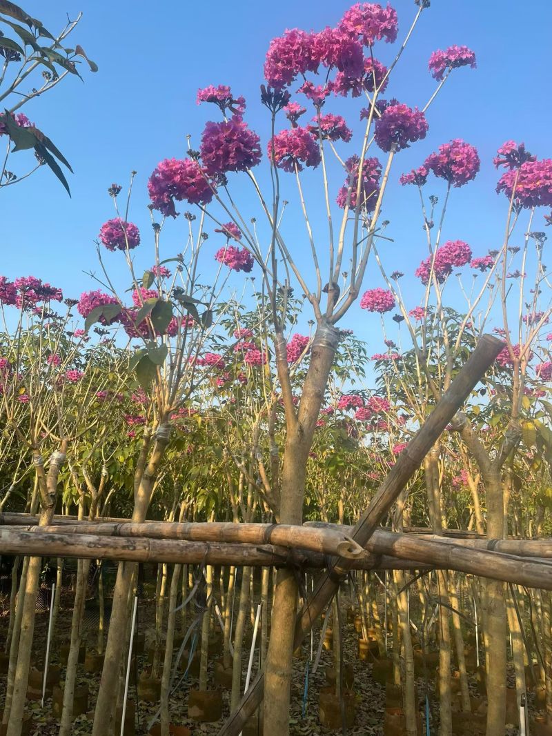 紫花风铃木，4～5～6分，基地直销，量大价优