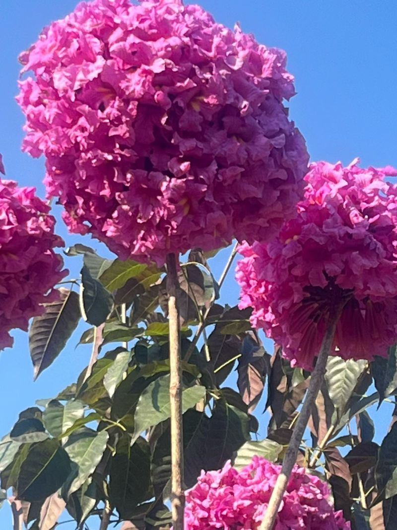 紫花风铃木，4～5～6分，基地直销，量大价优