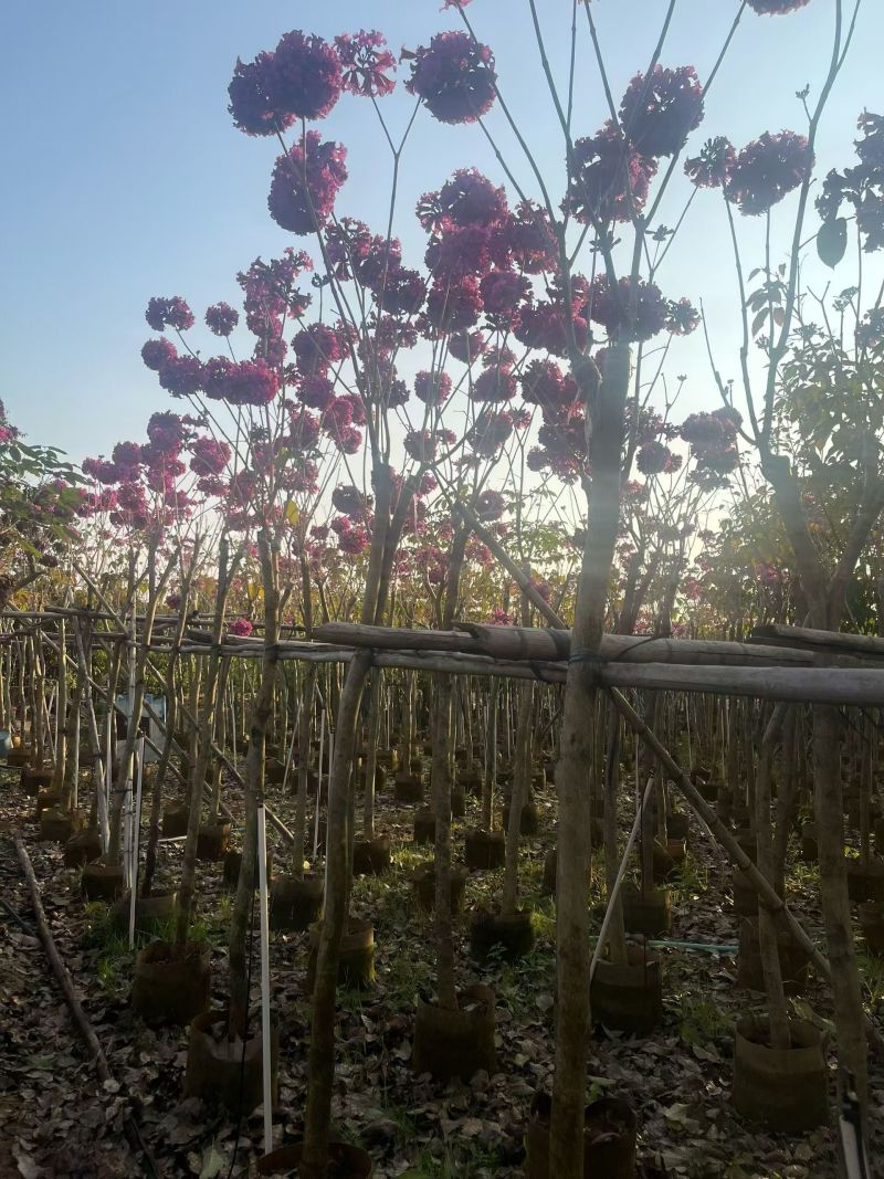 紫花风铃木，4～5～6分，基地直销，量大价优