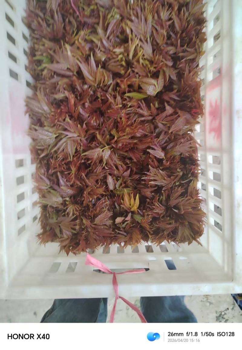 每天新鲜采摘，满足大客户的需求，一天能出货5000斤