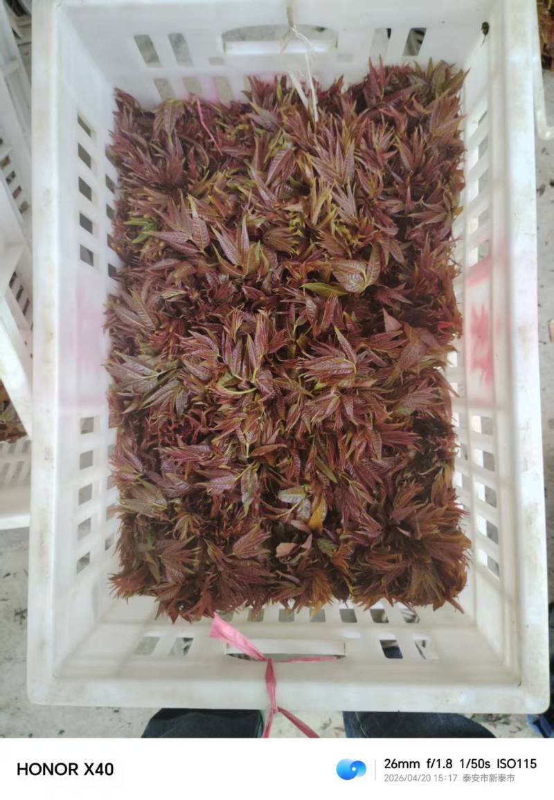 每天新鲜采摘，满足大客户的需求，一天能出货5000斤
