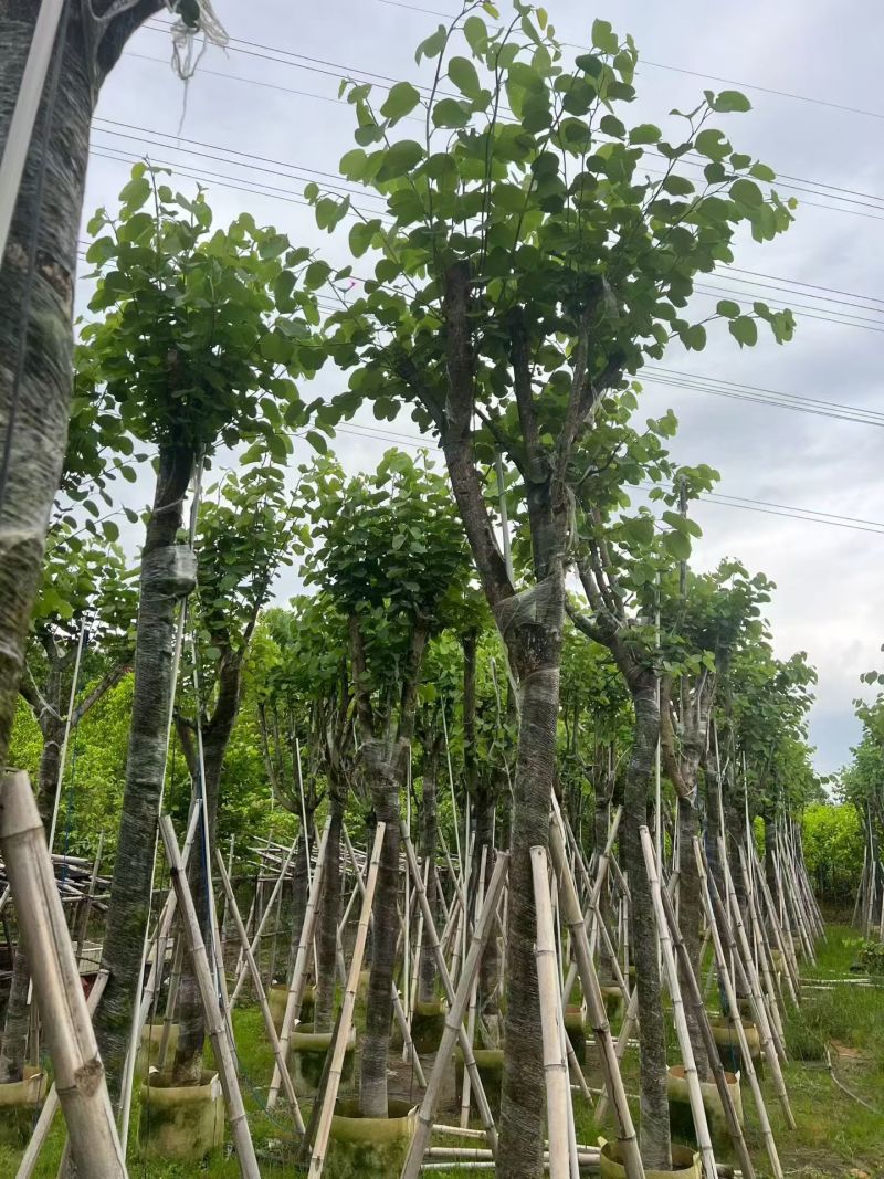 宫粉紫荆10～15分，各种规格，基地直销