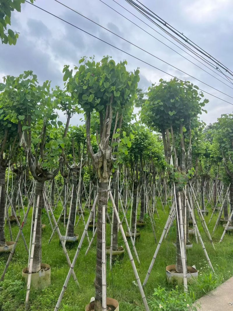 宫粉紫荆10～15分，各种规格，基地直销