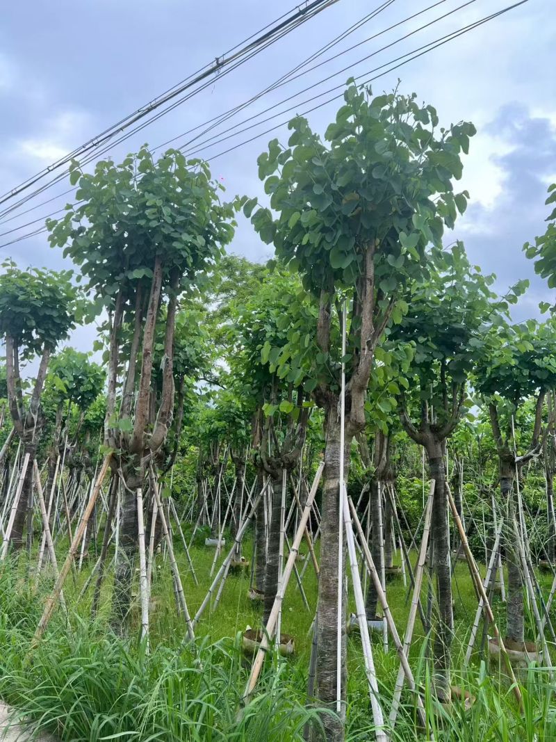 宫粉紫荆10～15分，各种规格，基地直销