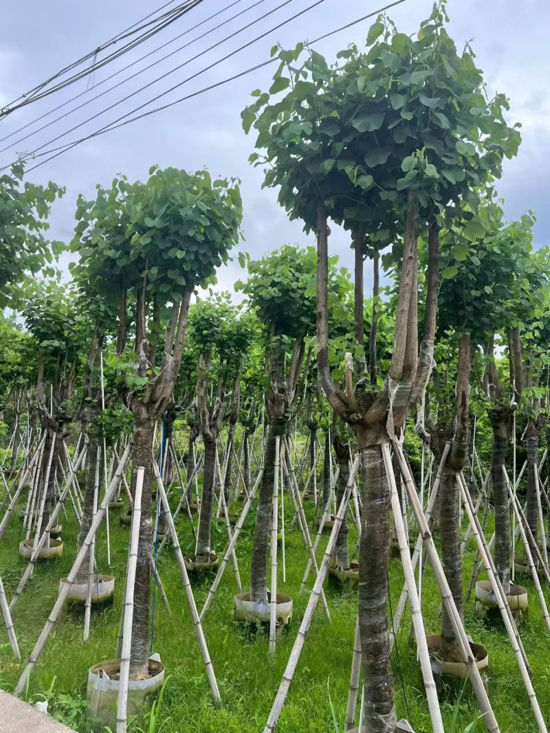 宫粉紫荆10～15分，各种规格，基地直销