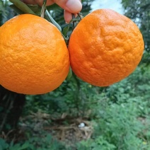 明日见