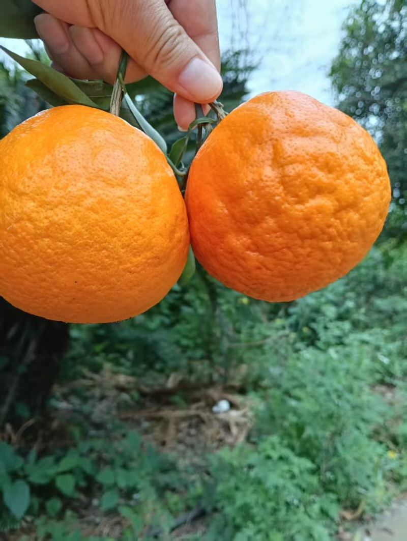 明日见