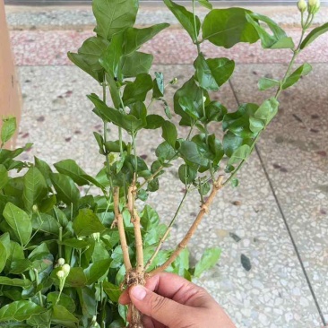 横州自家培育茉莉苗，便宜卖，好养活，现带花苞香气足