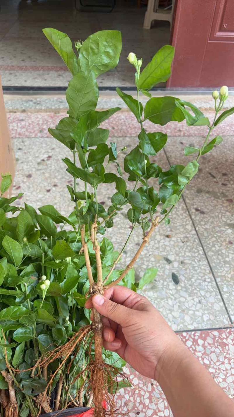 横州自家培育茉莉苗，便宜卖，好养活，现带花苞香气足
