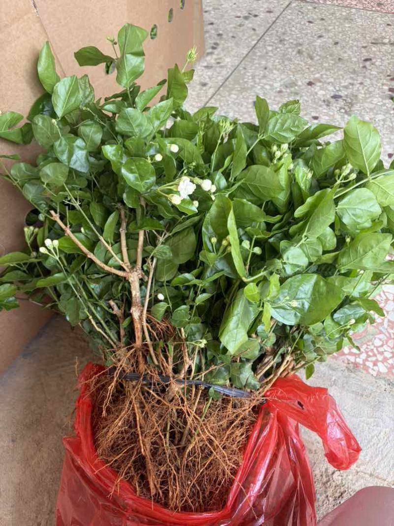 横州自家培育茉莉苗，便宜卖，好养活，现带花苞香气足