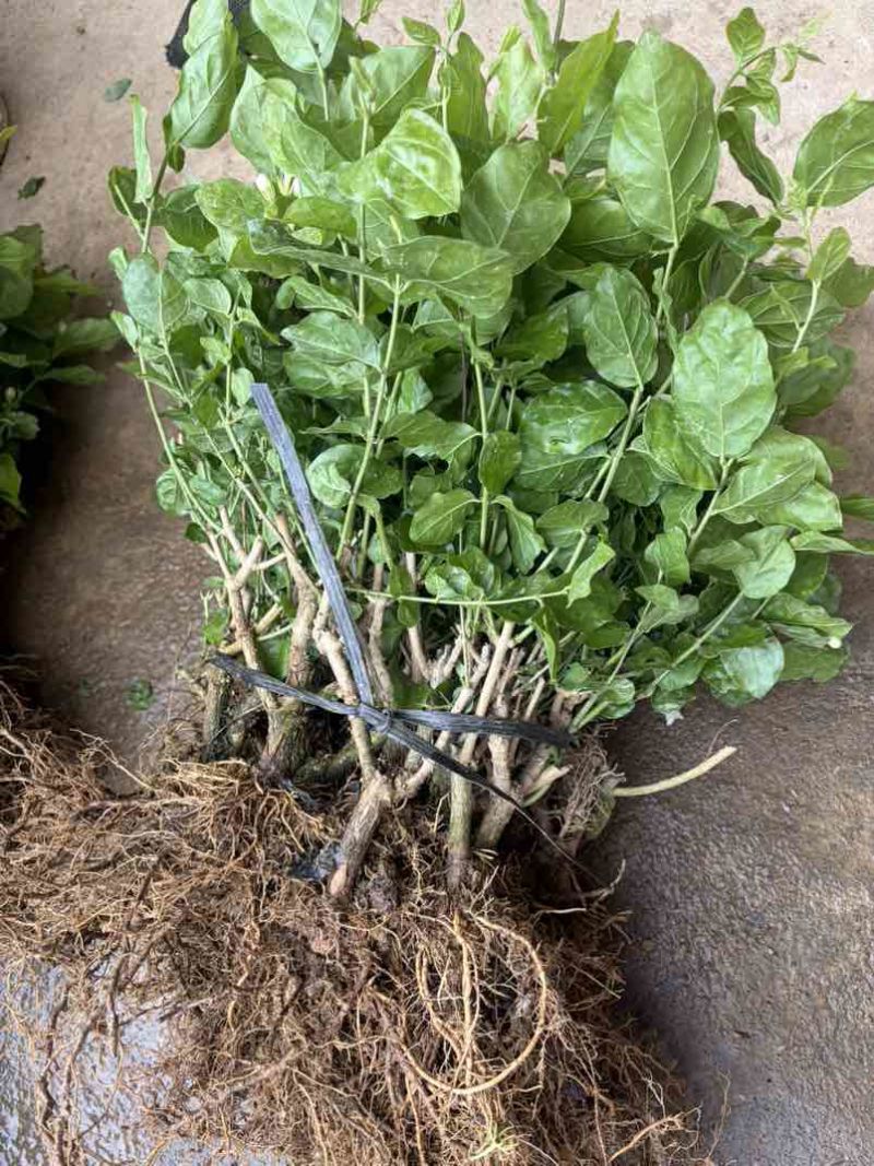横州自家培育茉莉苗，便宜卖，好养活，现带花苞香气足